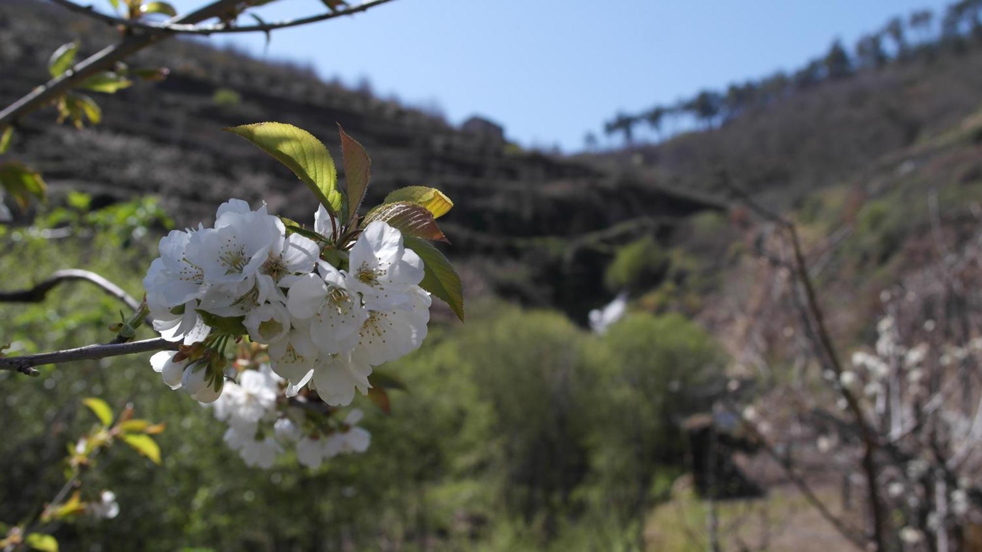 Casa Da Quinta Do Porto Βίλα Lamego Εξωτερικό φωτογραφία