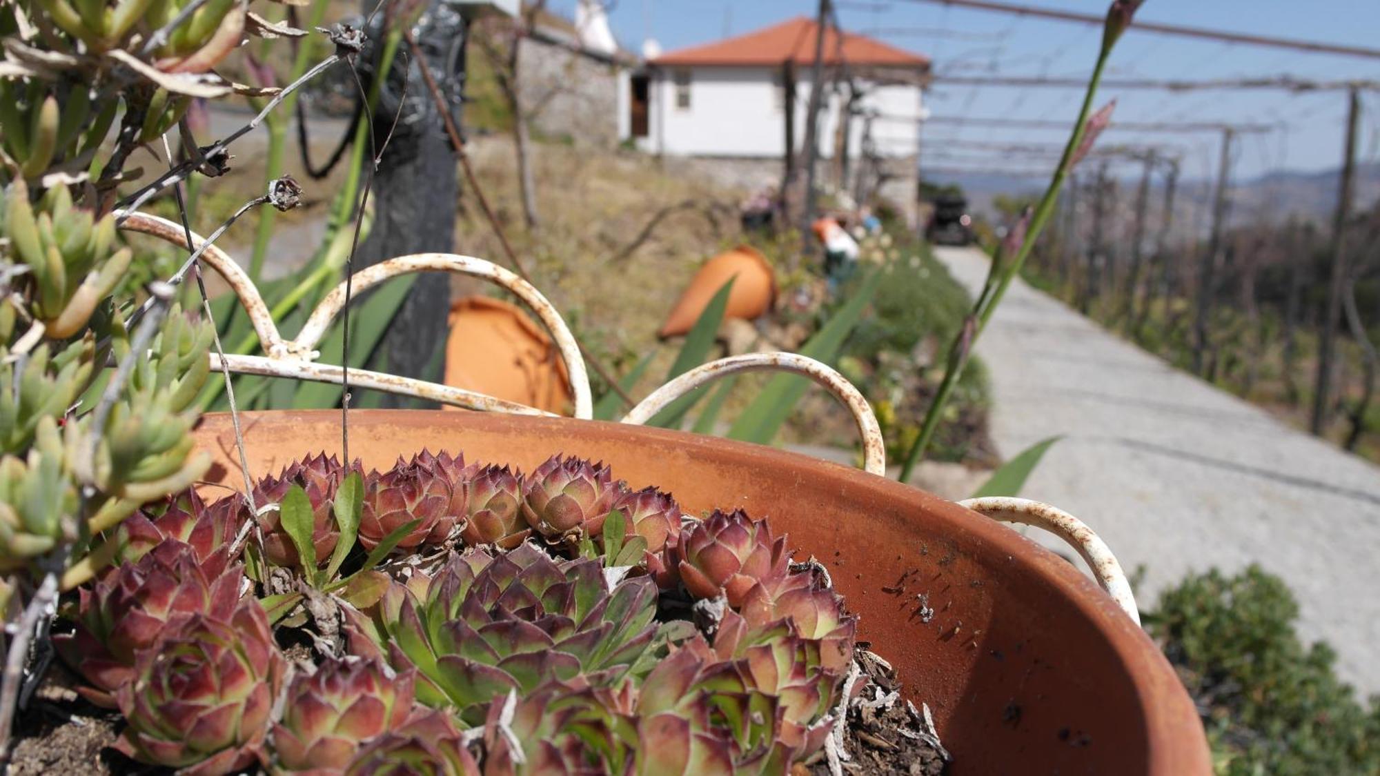 Casa Da Quinta Do Porto Βίλα Lamego Εξωτερικό φωτογραφία